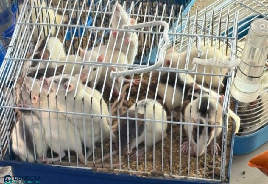 Denúncias acabam em apreensão de 26 animais em agropecuária no Centro de Volta Redonda