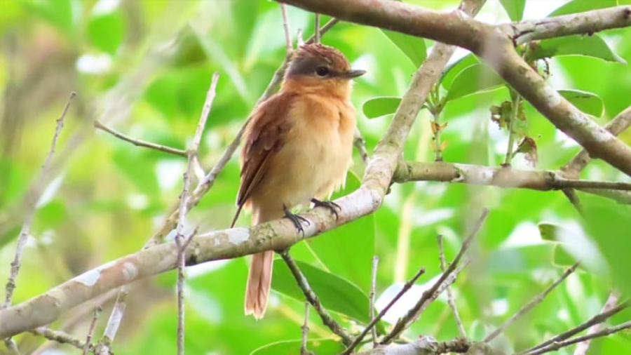 Rio Claro promove ‘Vem Passarinhar’ com trilhas e observação de aves na serra